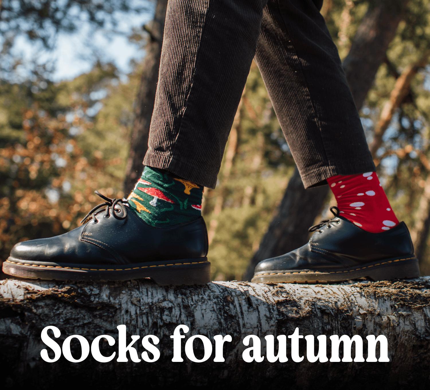 Autumn has its colours.