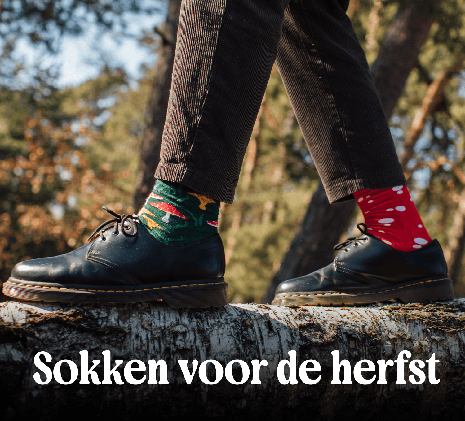 De herfst heeft zijn kleuren.